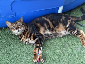 Junge Toyger Katze