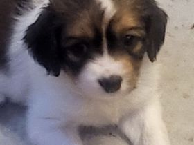 Kooikerhondje Welpen (geb. 29.07.2026)