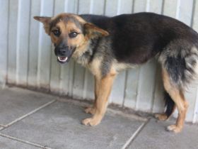 Unsichere Peaches sucht Zuhause, dass ihr Sicherheit schenkt