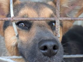 Unsichere Peaches sucht Zuhause, das ihr Sicherheit schenkt