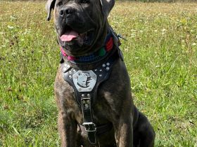 Cane Corso männlich