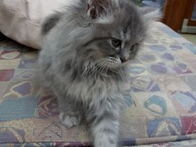 Wunderschöne Kitten suchen neue Dosenöffner (4x entwurmt, 2x geimpft, Mikrochip +Gesundheitszeugnis)