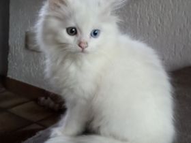 Wunderschöne Kitten suchen neue Dosenöffner (4x entwurmt, 2x geimpft, Mikrochip +Gesundheitszeugnis)