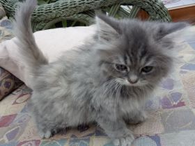 Wunderschöne Kitten sind auszugsbereit (2x geimpft, Mikrochip + tierärztliches Gesundheitszeugnis)