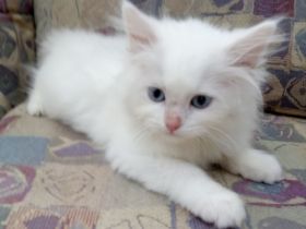 Wunderschöne Kitten sind auszugsbereit (2x geimpft, Mikrochip + tierärztliches Gesundheitszeugnis)