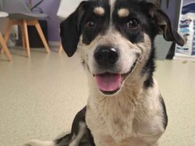 Sanfte und freundliche Ginny sucht Heimat
