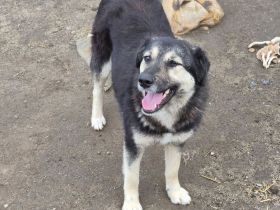 Zoey, 2,5 Jahre alt, freundlich, aufgeschlossen, auf der Suche nach ihren Menschen