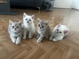 3 Zuckersüße Britisch Kurzhaar Kitten zu Verkaufen