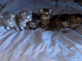 Wunderschöne kitten abzugeben