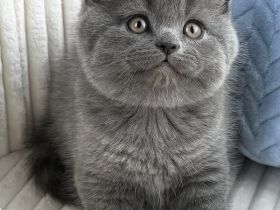 Full Blood British Shorthair Kittens