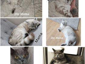 1 wunderschöner BKH Kitten sucht noch sein Zuhause ♡