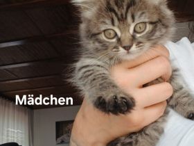 3 wunderschöne BKH Kitten suchen noch ihr Zuhause ♡