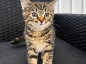 BKH kitten abzugeben