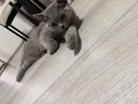 BKH Kater abzugeben