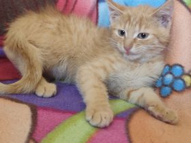 🐾 Süße Kitten suchen ein liebevolles Zuhause 🐾