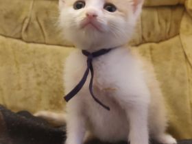 🐾 Süße Kitten suchen ein liebevolles Zuhause 🐾