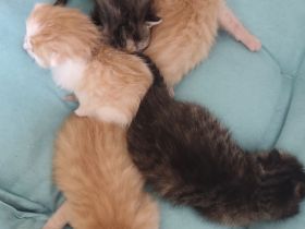 🐾 Süße Kitten suchen ein liebevolles Zuhause 🐾