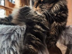 Maine Coon Kätzin mit Stammbaum