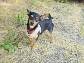 Dobri ein kleiner Pinscher