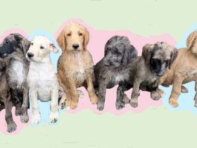 Deutsche Dogge & Pudel sind süße Great Danoodle Doodle Mischling Mix Welpen