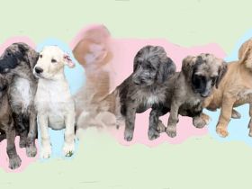 Deutsche Dogge & Pudel sind süße Great Danoodle Doodle Mischling Mix Welpen
