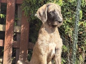 Great Danoodle Doodle Welpen, Deutsche Dogge Pudel Mix Mischling