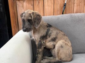 Deutsche Dogge & Pudel sind süße Great Danoodle Doodle Mischling Mix Welpen