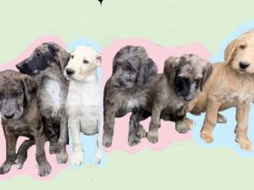 Deutsche Dogge & Pudel sind süße Great Danoodle Doodle Mischling Mix Welpen
