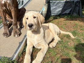 Deutsche Dogge & Pudel sind süße Great Danoodle Doodle Mischling Mix Welpen