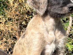 Great Danoodle Doodle Welpen, Deutsche Dogge Pudel Mix Mischling