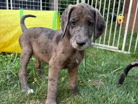 Deutsche Dogge & Pudel sind süße Great Danoodle Mischlinge