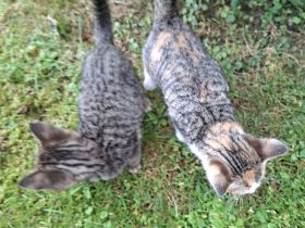 Babykatze