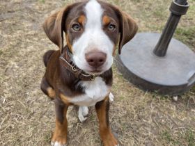 Appenzeller Sennenhund Welpe Rüde