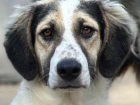 Rhydan, geb. ca. 09/2025, lebt in GRIECHENLAND, im städtischen Tierheim Serres