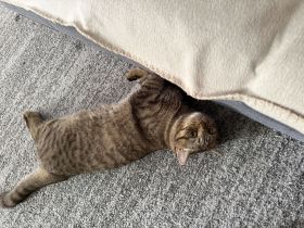 2 liebevolle Katzen zu verkaufen