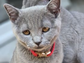 Reinrassige bkh kitten kurzhaar