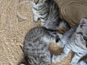 BKH Mix Kitten