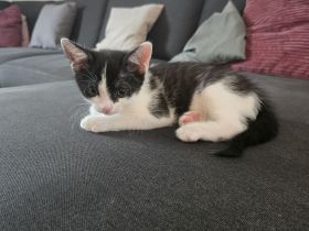 Süßes Kätzchen sucht ein Zuhause