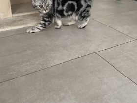 BKH Kitten bereit zum abholen