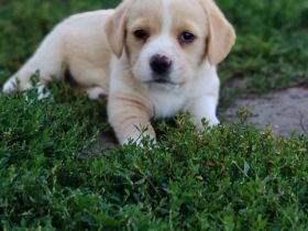 Süße Beagle Cane Corso Mix Welpen (nur Hündinnen)