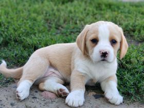 Kräftige Cane Corso Beagle Mix Hündinnen Welpen