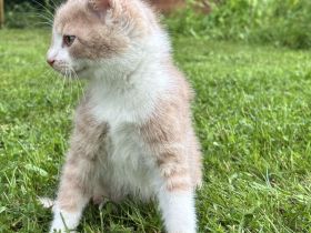 Maikätzchen * 2 Kater