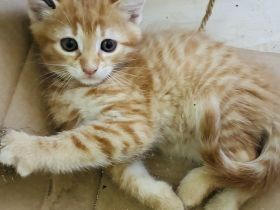 Maine-Coon-Mix-Kater