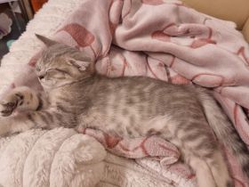 Britisch Kurzhaar Kitte( Junge) sucht ein neues Zuhause!!!