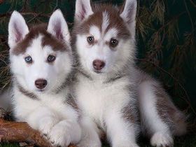 Süße Siberian-Husky-Welpen