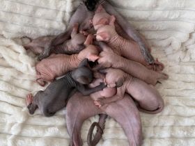 3 weibliche und 4 männliche Sphynx-Kätzchen
