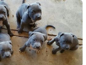 Amerikanische Pitbull-Terrier-Welpen