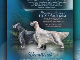 English setter puppies