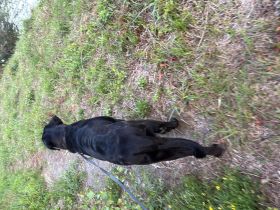 Leonberger broholmer mischling