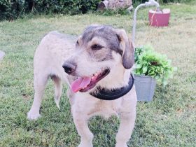 Carlos ein toller Freund an Deiner Seite